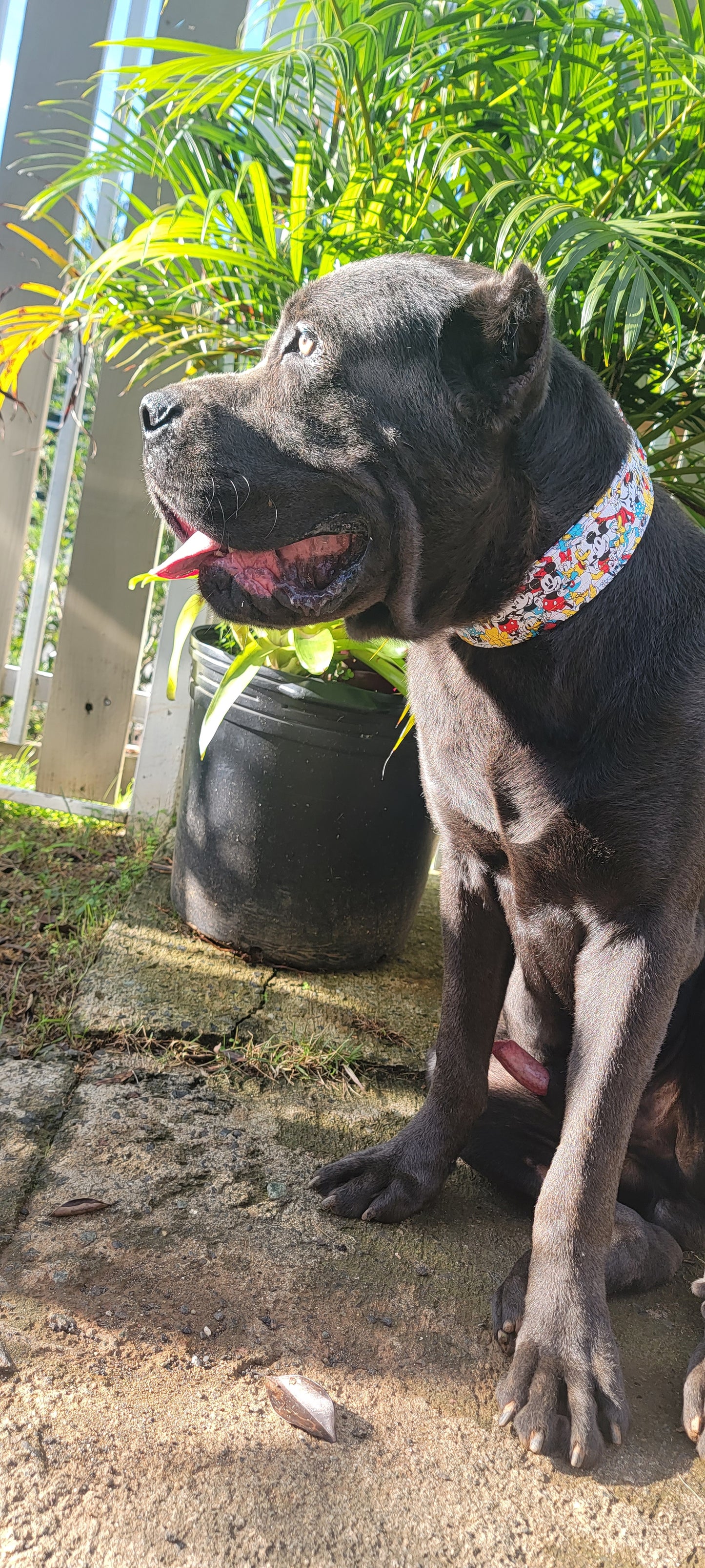 Colorful Mickey Collar