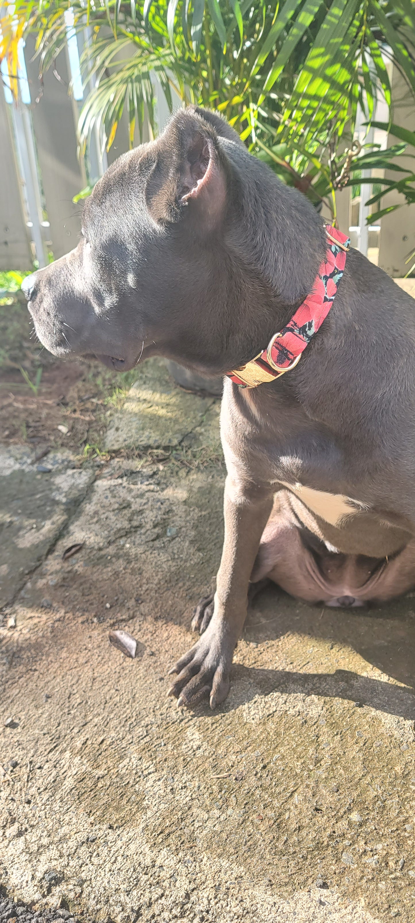 Poppy Collar