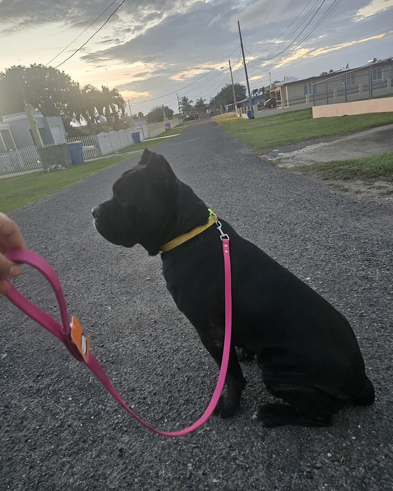 4ft BioThane Leash